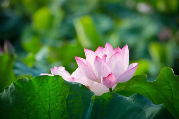 金沙9159游乐场(中国)有限公司-BinG百科