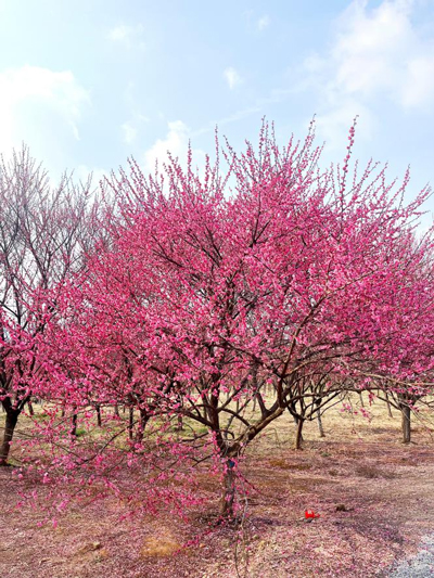 金沙9159游乐场(中国)有限公司-BinG百科